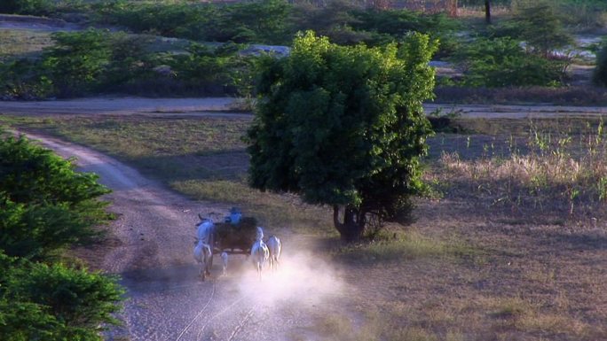 牛车在缅甸移动