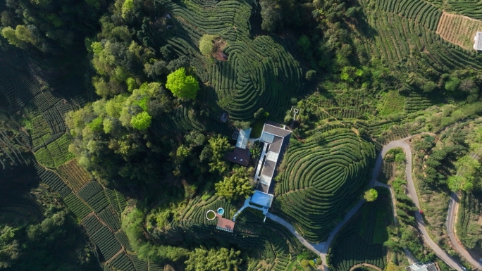 雅安茶园大地指纹4k