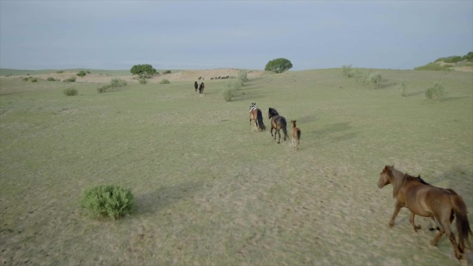 内蒙古锡林郭勒正蓝旗大草原清晨奔跑的马群