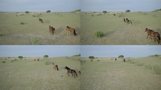 内蒙古锡林郭勒正蓝旗大草原清晨奔跑的马群