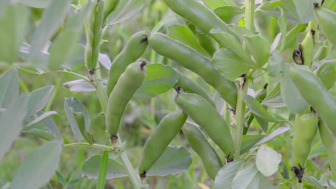 菜园里种植成熟的蚕豆