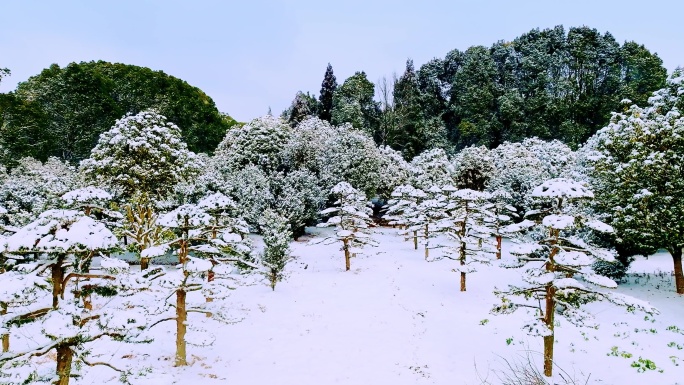 南方雪景