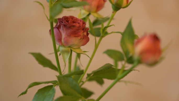 多头玫瑰唯美花特写情人节送花