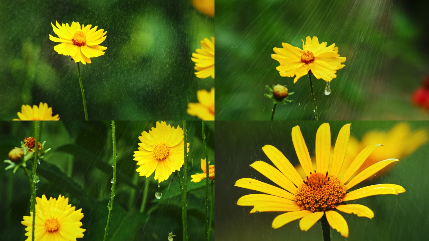 日光菊 雨中的花朵 小黄花