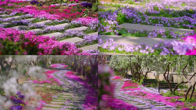 辽师花路 大连校园中的莫奈花园 台阶花路