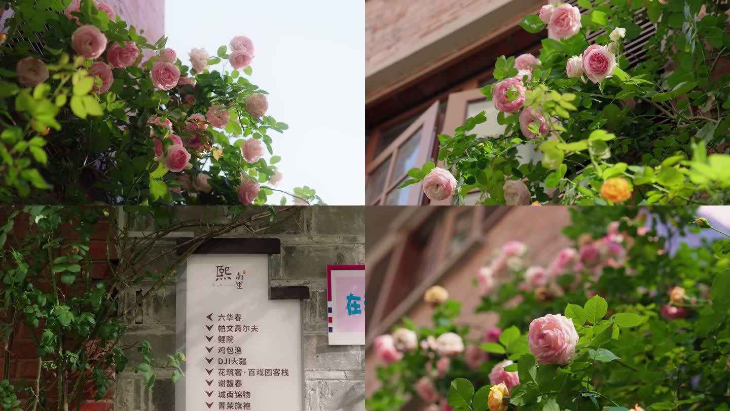 春季蔷薇花月季花素材4K