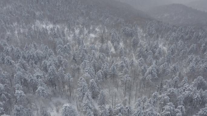 航拍吉林省吉林市永吉北大湖滑雪场雪景全景