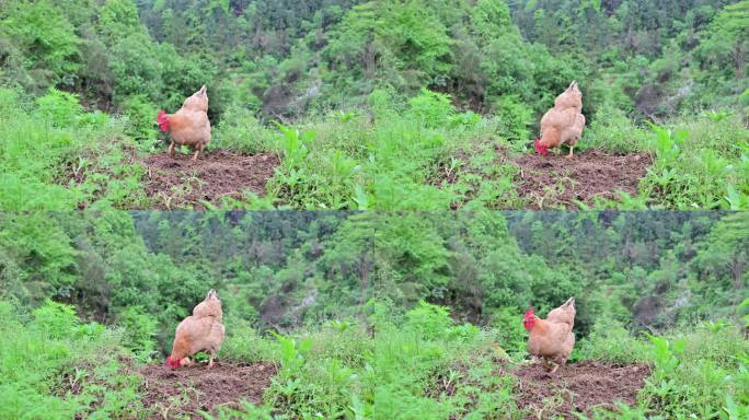 农村深山散养走地鸡