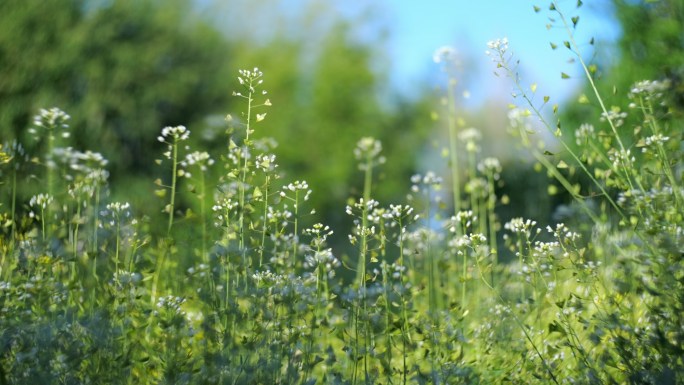 小清新 水滴花草 阳光穿透树叶 花开延时