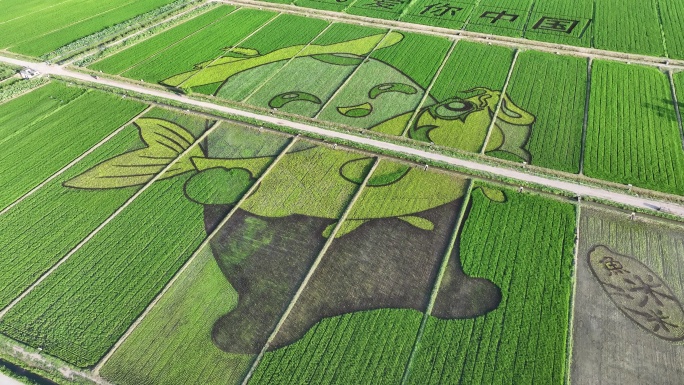 稻田图案