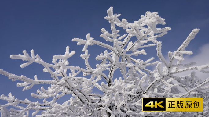 雪景树枝佛像中国风灯笼