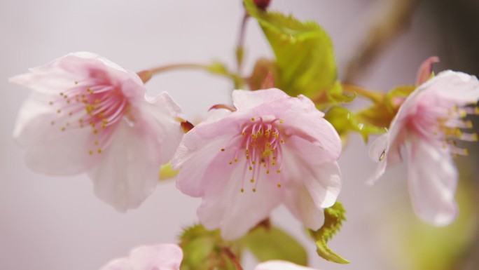 川津扎樱花在日本