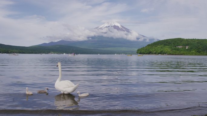 在日本山中子湖漂浮的天鹅