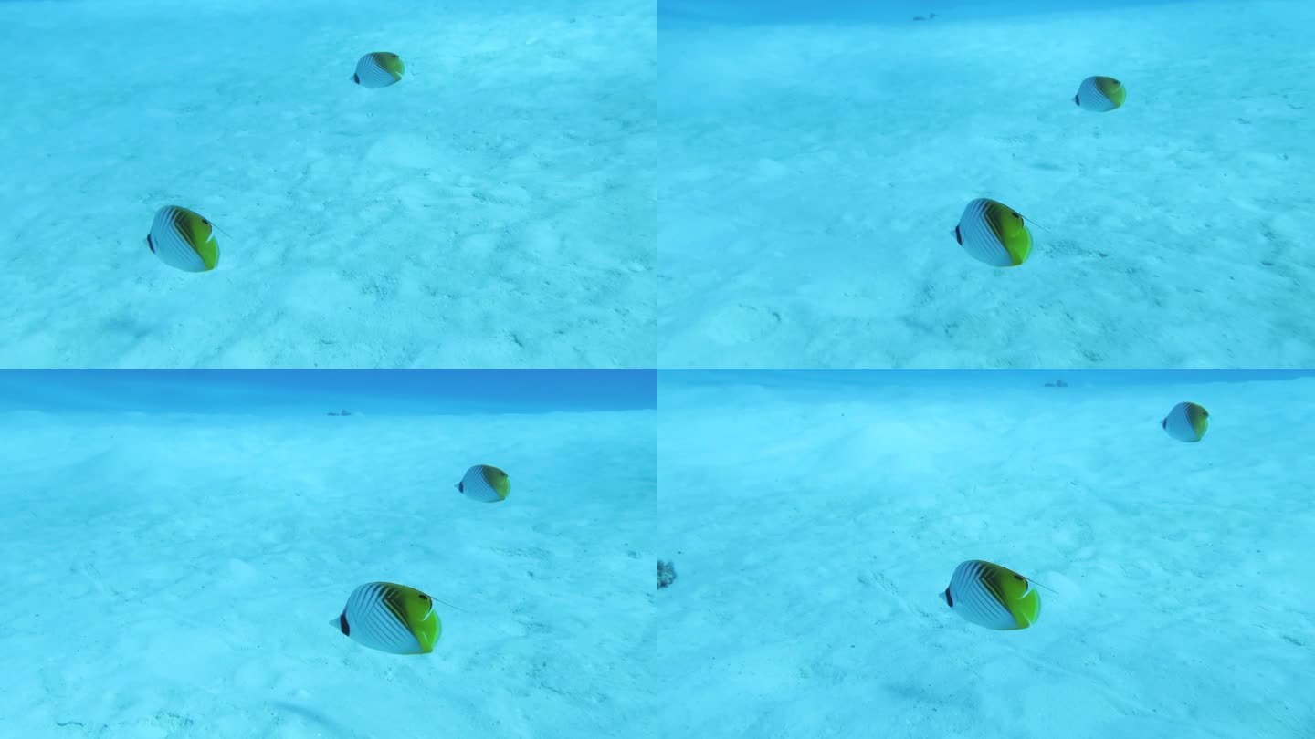 一对细鳍蝴蝶鱼在日本冲绳的阿拉古苏库岛游泳