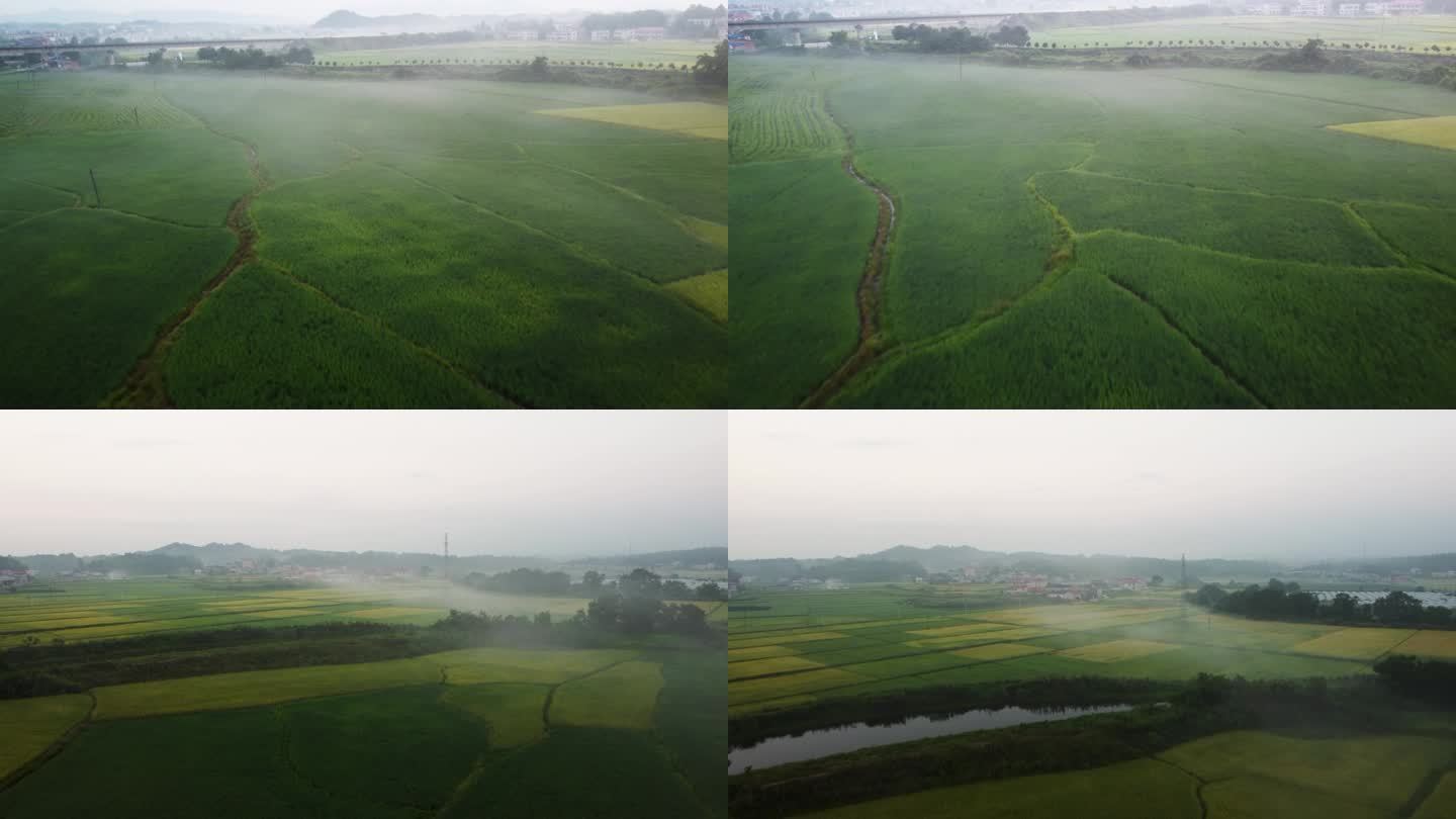 弥漫在田野上的雾气晨雾 航拍农村乡村水稻
