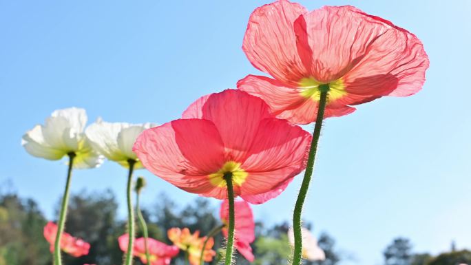 蓝天阳光中盛开的虞美人