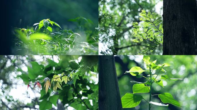夏天森林绿色自然植物阳光树叶生态绿树立夏
