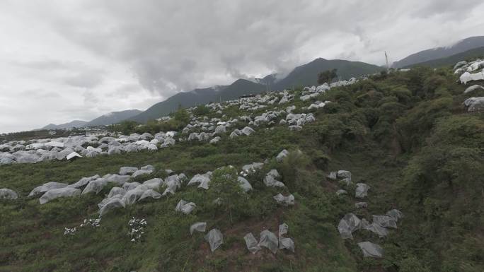 雅安市汉源县九襄镇车厘子大樱桃基地