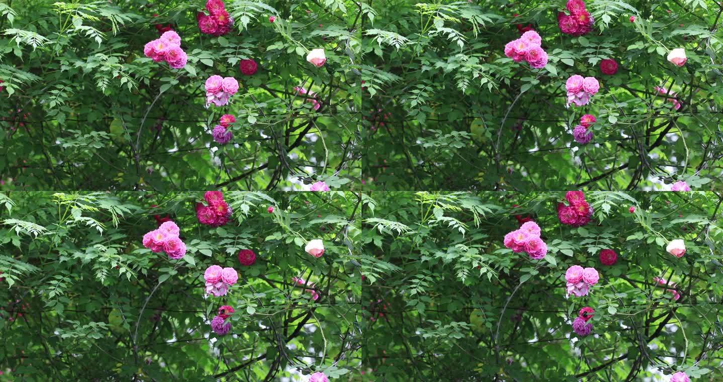 春天美丽的蔷薇花墙花海 高档别墅小区