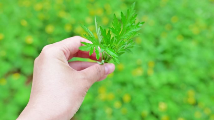 春天采摘新鲜艾草