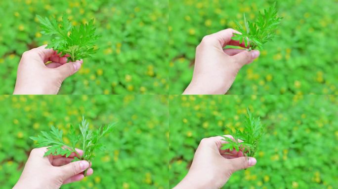 春天采摘新鲜艾草