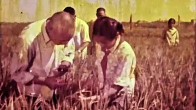 杂交水稻早期影像 六七十年代