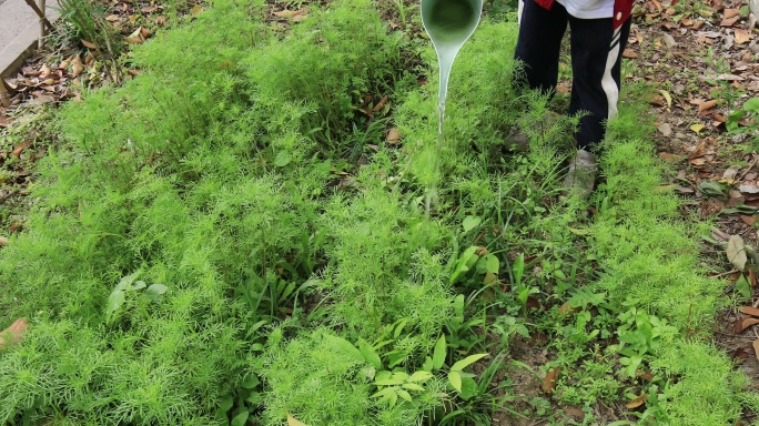 儿童在花园给植物浇水