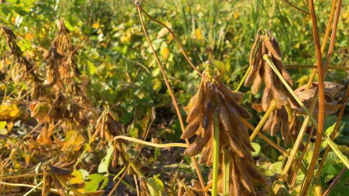 秋季成熟的大豆