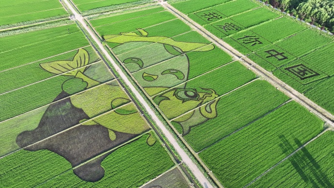 稻田图案