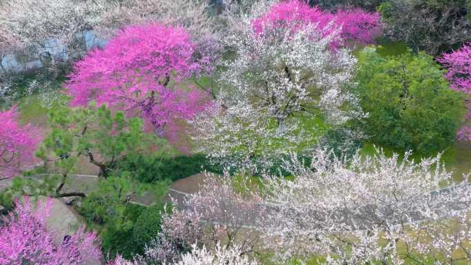 杭州植物园灵峰探梅梅花风景视频素材航拍