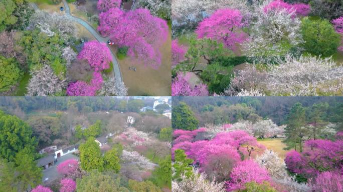 杭州植物园灵峰探梅梅花风景视频素材航拍