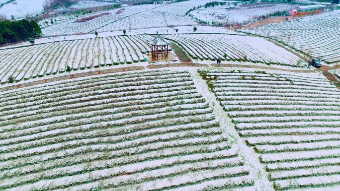 南方茶田雪景航拍