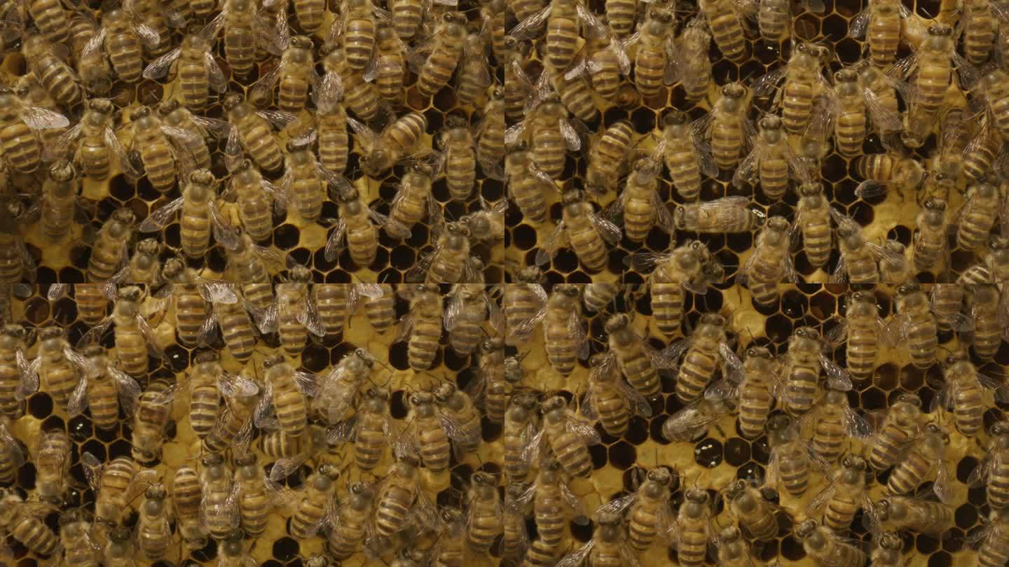 蜜蜂在蜂巢里忙碌特写