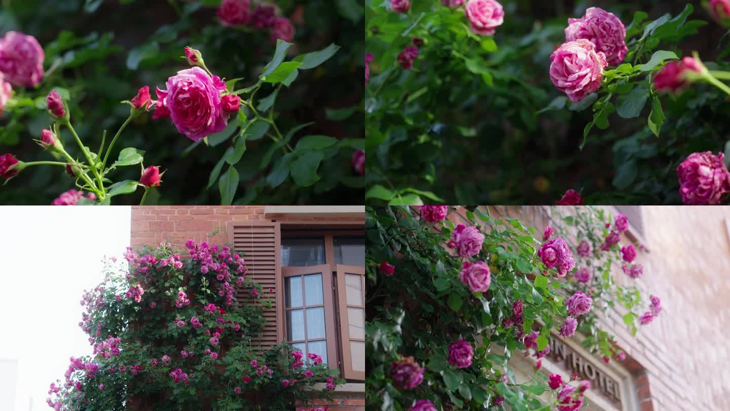 玫瑰蔷薇月季素材4K