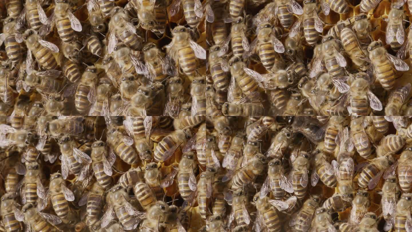 蜜蜂在蜂巢里忙碌特写