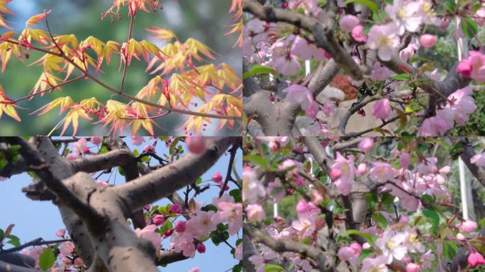 春天秋天微风吹动枫树叶樱花花朵小清新唯美
