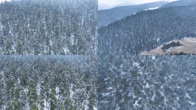 森林 航拍原始森林 雪景 鲁朗林海