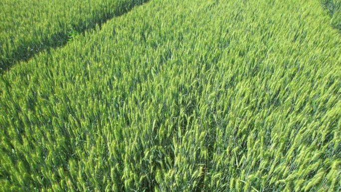 拍 大片农田 粮食小麦 小麦地