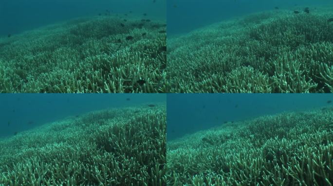 日本小笠原群岛的热带鱼在水下游泳