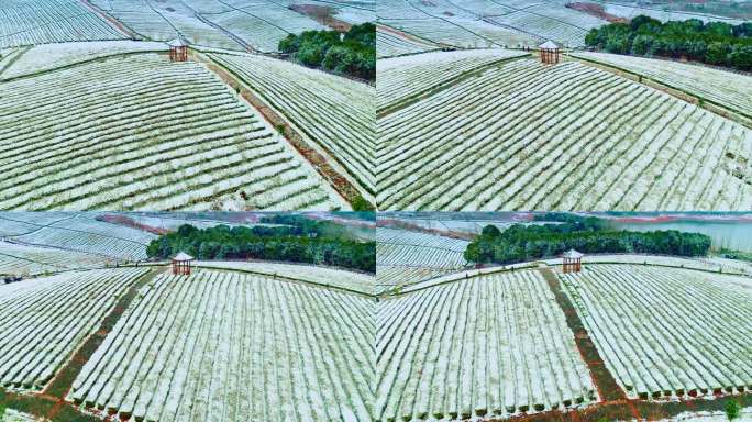 南方茶田雪景航拍