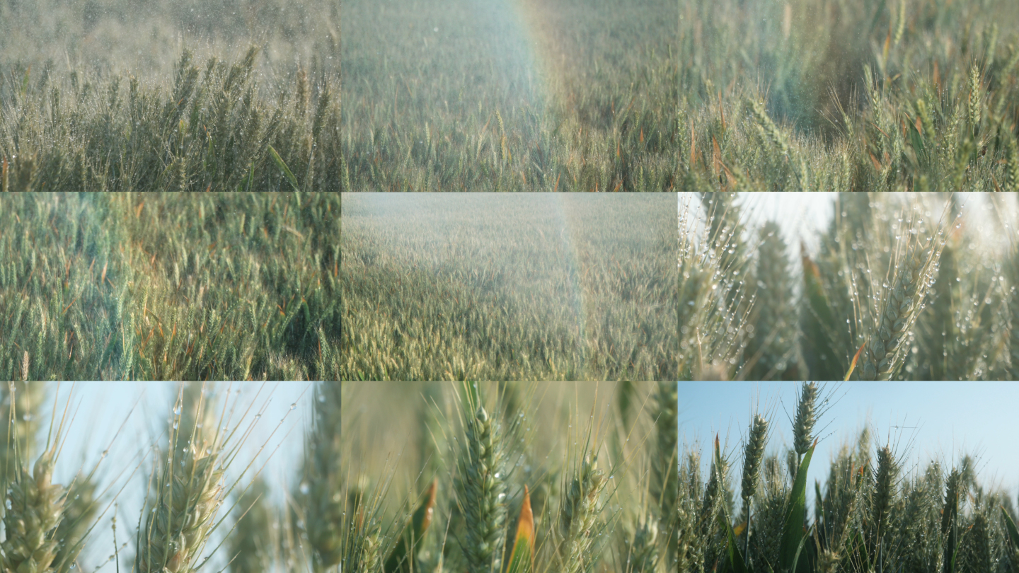 小麦麦田麦子农业小满雨水芒种丰收唯美升格