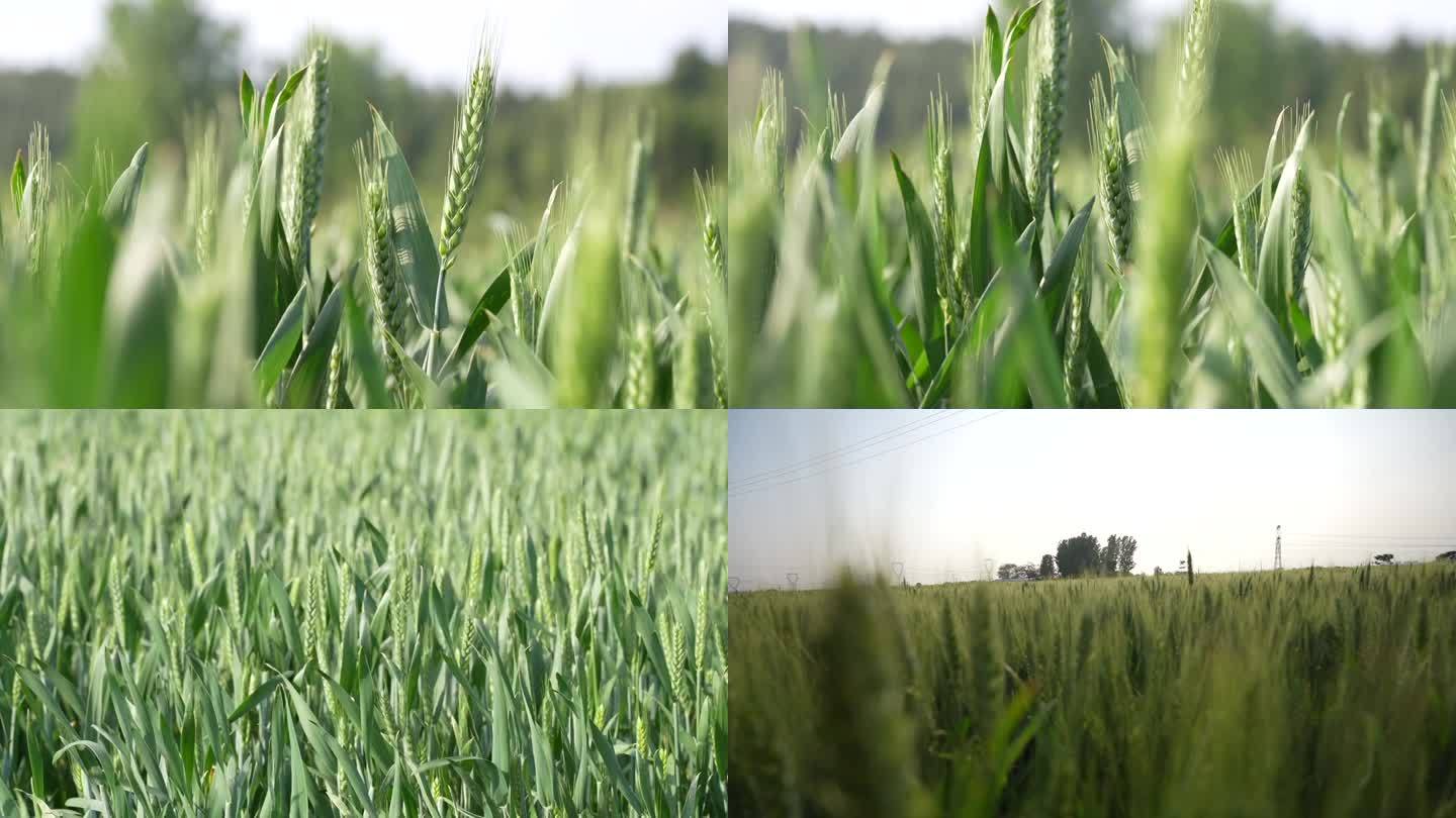 麦田小麦麦穗冬小麦