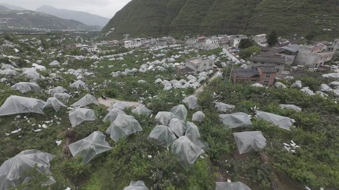 雅安市汉源县九襄镇车厘子大樱桃基地