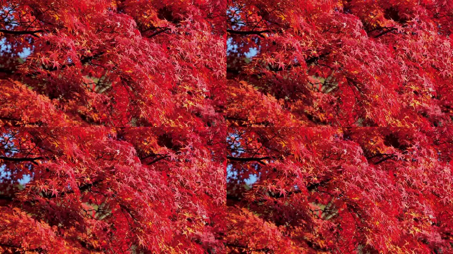日本京都的秋叶
