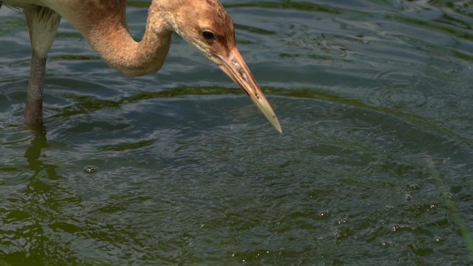 幼年丹顶鹤在水中