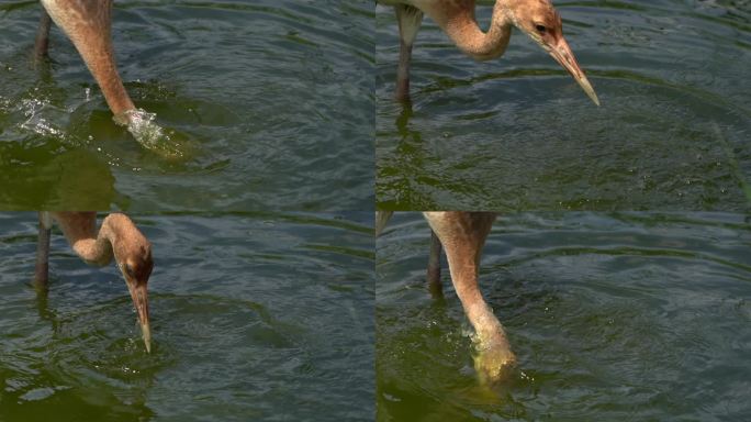 幼年丹顶鹤在水中