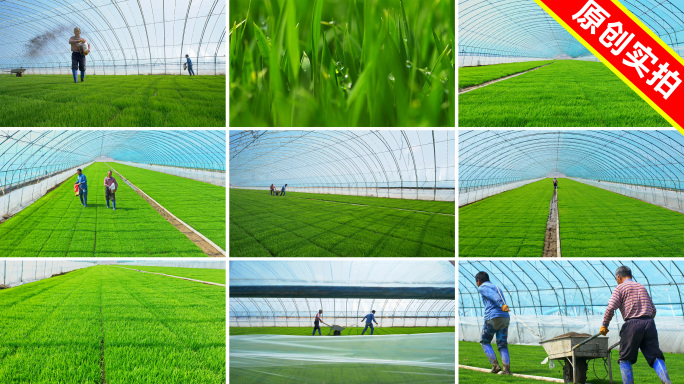 2025稻田育秧育苗人工施肥人工撒肥精选