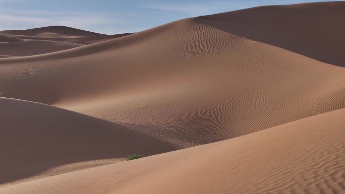 沙漠纹理  光影 沙漠线条 沙漠中一棵草