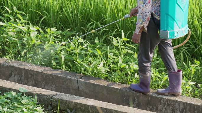 农村妇女在田间喷农药