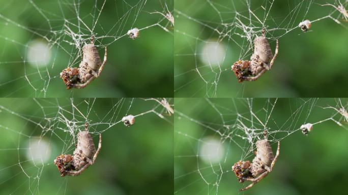 高清微距蜘蛛